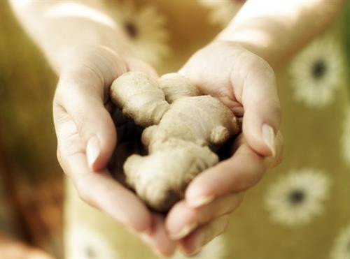 Gừng là “thần dược” trong việc cắt cơn chóng mặt, hoa mắt Gừng là “thần dược” trong việc cắt cơn chóng mặt, hoa mắt