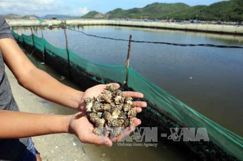 Nuôi ốc hương ở Phú Yên. Ảnh: Trần Lê Lâm – TTXVN