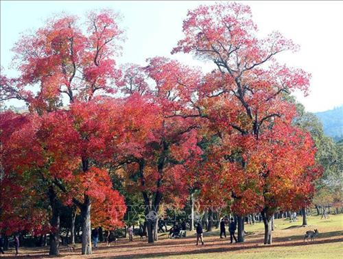 Hình ảnh đàn hươu lang thang dưới các gốc cây, thảm cỏ làm du khách khi đến thăm quan tưởng chừng như lạc vào một khu rừng cổ tích. Thậm chí, hươu còn được người dân Nara xem như một báu vật mà thiên nhiên đã ban tặng cho thành phố này. Ảnh: Huy Hùng – TTXVN Vào mùa thu, lá cây trong công viên Nara chuyển sang màu vàng đỏ rực rỡ, là điểm níu kéo các du khách khắp nơi đến tham quan. Ảnh: Huy Hùng – TTXVN Loài hươu ở đây rất gần gũi với con người bởi chúng đã được người dân địa phương thuần hóa, nên khi đến đây, du khách có thể thoải mái làm quen, vui đùa cùng bầy hươu. Ảnh: Huy Hùng – TTXVN Hươu Nara đã được thuần hóa từ lâu đời nên chúng có thể tiếp cận với con người một cách rất tự nhiên. Ảnh: Huy Hùng – TTXVN Công viên Nara là một trong những điểm du lịch khá nổi tiếng của du lịch Nhật Bản. Ảnh: Huy Hùng – TTXVN Công viên tọa lạc ở nơi thu hút du khách nhất thành phố Nara với những địa điểm nổi tiếng như chùa Todaiji, đền Kasuga Taisha, chùa Kofukuji và bảo tàng quốc tế Nara. Hươu Nara đã được thuần hóa từ lâu đời nên chúng có thể tiếp cận với con người một cách rất tự nhiên. Ảnh: Huy Hùng – TTXVN Chùa Todai-ji trong quần thể công viên Nara được coi là một di sản văn hóa thế giới, được xây dựng vào năm 728. Ngôi chùa được đánh giá là công trình kiến trúc gỗ lớn nhất thế giới. Ảnh: Huy Hùng – TTXVN