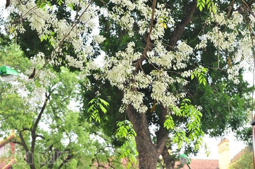 Hẹn gặp lại, sắc trắng hoa sưa ảnh 4