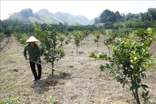 Chị Thu chăm sóc vườn bưởi mới trồng. Ảnh: Nam Sương – TTXVN Chị Thu chăm sóc vườn bưởi mới trồng. Ảnh: Nam Sương – TTXVN