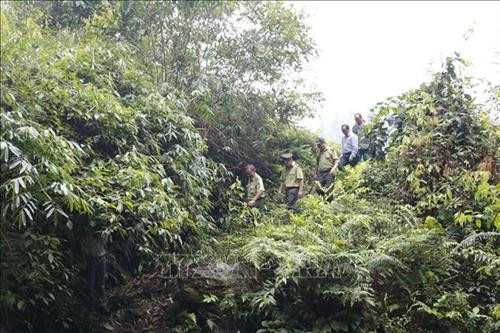 Cán bộ kiểm lâm huyện Văn Yên tăng cường kiểm tra, nắm bắt diễn biến rừng trên địa bàn huyện. Ảnh: Đức Tưởng - TTXVN Cán bộ kiểm lâm huyện Văn Yên tăng cường kiểm tra, nắm bắt diễn biến rừng trên địa bàn huyện. Ảnh: Đức Tưởng - TTXVN
