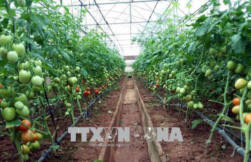 Từ tháng 3 đến tháng 4, cà chua và mướp đắng của anh Nguyễn Văn Tấn cho quả nhiều nhất trong năm. Ảnh: Nguyễn Công Hải - TTXVN Từ tháng 3 đến tháng 4, cà chua và mướp đắng của anh Nguyễn Văn Tấn cho quả nhiều nhất trong năm. Ảnh: Nguyễn Công Hải - TTXVN