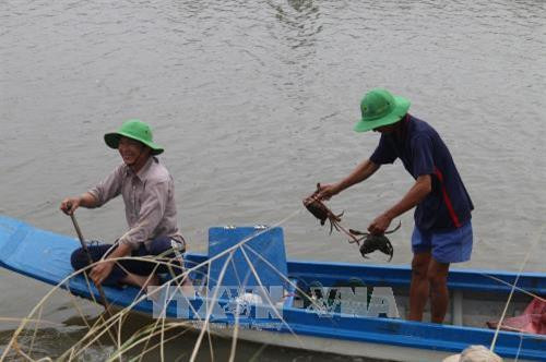 Thu hoạch thủy sản trong mô hình lúa + cá ở Tiền Giang. Ảnh: Minn Trí - TTXVN Thu hoạch thủy sản trong mô hình lúa + cá ở Tiền Giang. Ảnh: Minn Trí - TTXVN