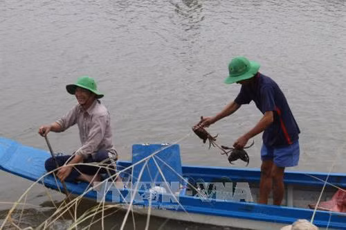 Thu hoạch thủy sản trong mô hình lúa + cá ở Tiền Giang. Ảnh: Minn Trí - TTXVN Thu hoạch thủy sản trong mô hình lúa + cá ở Tiền Giang. Ảnh: Minn Trí - TTXVN