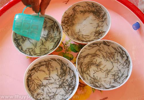 Tự chủ tôm giống nhằm bảo đảm cung cấp giống có chất lượng phục vụ người nuôi . Ảnh: http: thuysanvietnam.com.vn Tự chủ tôm giống nhằm bảo đảm cung cấp giống có chất lượng phục vụ người nuôi . Ảnh: http: thuysanvietnam.com.vn