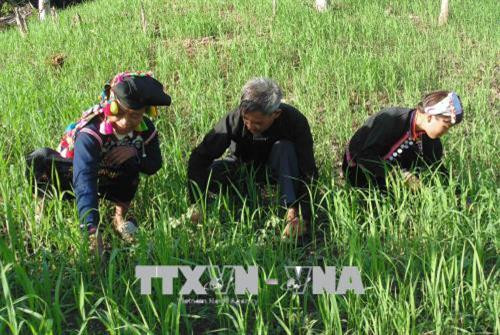 Bà con dân tộc Si La chăm sóc, bảo vệ lúa mùa. Ảnh: Xuân Tiến-TTXVN