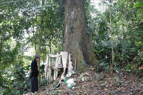 Thầy cúng thực hiện nghi lễ cúng gà dâng tạ Thần rừng. Ảnh: Việt Dũng – TTXVN Thầy cúng thực hiện nghi lễ khấn tạ Thần rừng. Ảnh: Việt Dũng – TTXVN Thầy cúng chuẩn bị hành lễ. Ảnh: Việt Dũng – TTXVN