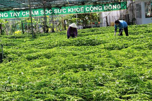 Cây Hoàn ngọc, nguồn nguyên liệu chính để chế biến sản phẩm trà Hoàn ngọc của doanh nghiệp 7 Nga. Ảnh: Lê Đức Hoảnh - TTXVN Cây Hoàn ngọc, nguồn nguyên liệu chính để chế biến sản phẩm trà Hoàn ngọc của doanh nghiệp 7 Nga. Ảnh: Lê Đức Hoảnh - TTXVN