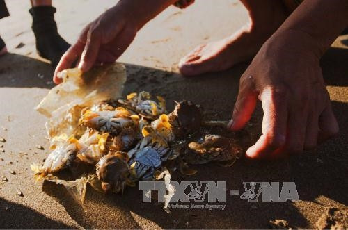 Kéo rùng - nghề truyền thống độc đáo của ngư dân xứ Thanh ảnh 10