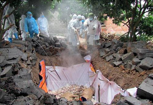 Tổ chức tiêu hủy lợn bị dịch tả châu Phi. Ảnh: Tuấn Anh – Văn Đức (TTXVN) Tổ chức tiêu hủy lợn bị dịch tả châu Phi. Ảnh: Tuấn Anh – Văn Đức (TTXVN)