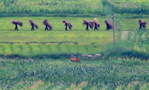 Binh sĩ Triều Tiên tham gia lao động sản xuất, một ngày sau khi tình trạng chiến tranh được bãi bỏ, tại Kaepung, khu vực biên giới phía tây Hàn Quốc ngày 26/8. Yonhap/ TTXVN