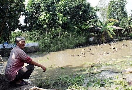 Ông Tuẩn hài lòng với quyết định chọn nuôi vịt trời. Ông Tuẩn hài lòng với quyết định chọn nuôi vịt trời.