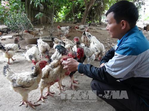 Chăm sóc đàn gà Hồ. Ảnh: Thanh Thương - TTXVN Chăm sóc đàn gà Hồ. Ảnh: Thanh Thương - TTXVN