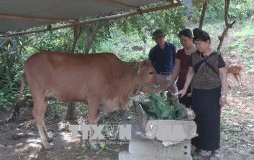 Bà Quàng Thị Thiên (búi tóc), huyện Sốp Cộp, tỉnh Sơn La đang chăm sóc bò sinh sản từ nguồn vốn chính sách. Ảnh: Nguyễn Cường - TTXVN Bà Quàng Thị Thiên (búi tóc), huyện Sốp Cộp, tỉnh Sơn La đang chăm sóc bò sinh sản từ nguồn vốn chính sách. Ảnh: Nguyễn Cường - TTXVN