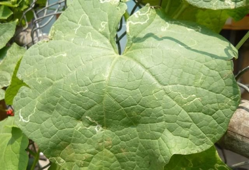 Hiện tượng sâu vẽ bùa trên lá mướp. Hiện tượng sâu vẽ bùa trên lá mướp.