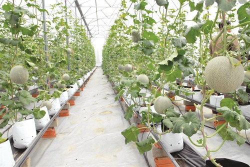 Trồng dưa trong nhà kính theo tiêu chuẩn VietGAP (Ảnh: Mạnh Linh - Phương Vi)