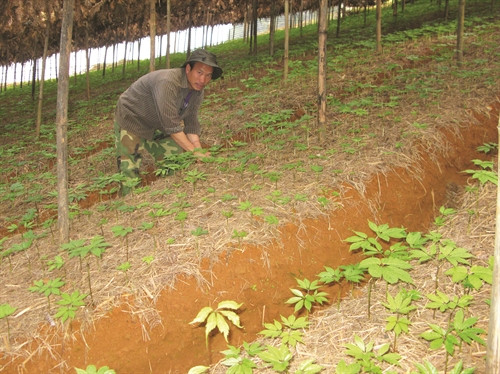 Anh Giàng Seo Sỳ chăm sóc vườn cây 3 tháng tuổi.