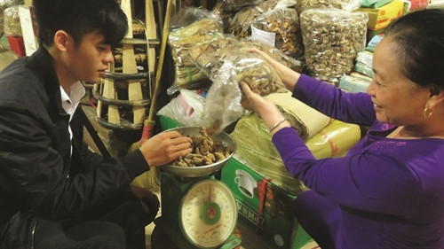 Củ tam thất là một trong những dược liệu quý được dùng phổ biến ở nước ta. Củ tam thất là một trong những dược liệu quý được dùng phổ biến ở nước ta.