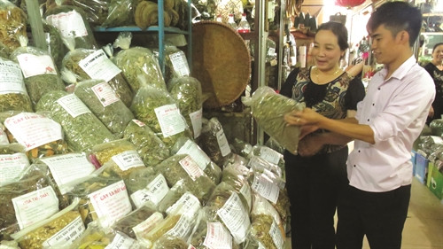 Củ tam thất được người tiêu dùng sử dụng để bồi bổ sức khỏe. Củ tam thất được người tiêu dùng sử dụng để bồi bổ sức khỏe.