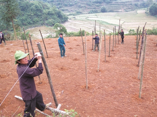 Dựng giàn che để trồng cây tam thất.