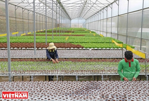 Một nhà kính trồng rau thủy canh theo công nghệ Thái Lan trong trang trại của gia đình anh Phan Tuấn Linh (phường 5, thành phố Đà Lạt)