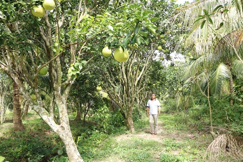Vườn bưởi trồng xen canh được nhà vườn đặt nhiều hy vọng vào dịp Tết. Vườn bưởi trồng xen canh được nhà vườn đặt nhiều hy vọng vào dịp Tết.