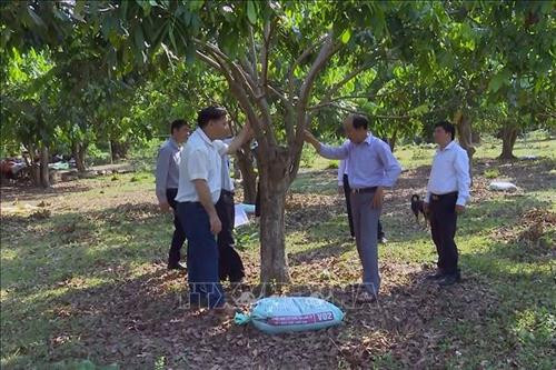 Cán bộ dân vận huyện Mường La hướng dẫn người dân chăm sóc cây ăn quả. Ảnh: Hữu Quyết - TTXVN Cán bộ dân vận huyện Mường La hướng dẫn người dân chăm sóc cây ăn quả. Ảnh: Hữu Quyết - TTXVN