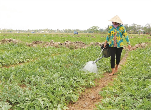 Nhiều hộ khmer ở sóc Trăng đã đưa một số cây màu chịu hạn, mặn vào trồng, mang lại hiệu quả kinh tế cao Nhiều hộ khmer ở sóc Trăng đã đưa một số cây màu chịu hạn, mặn vào trồng, mang lại hiệu quả kinh tế cao