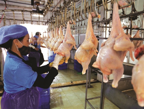 Kiểm tra chất lượng gà thịt tại Công ty cổ phần thương mại Lan Vinh, xã Yên Thường, huyện Gia Lâm - đơn vị đã tham gia "chuỗi cung cấp thực phẩm nông - lâm - thủy sản an toàn " từ năm 2015