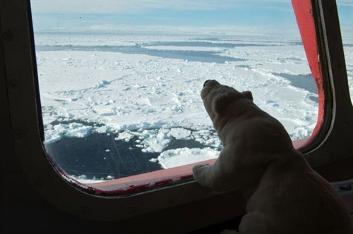 Kỷ lục băng tan ở Bắc Cực ảnh 2 Kỷ lục băng tan ở Bắc Cực ảnh 2