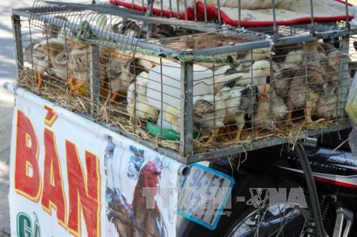 Gia cầm được bày bán tại đường Lã Xuân Oai, Quận 9, Thành phố Hồ Chí Minh. Ảnh: Phương Vy-TTXVN.