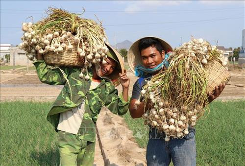 Sản phẩm tỏi Phan Rang của tỉnh Ninh Thuận được Cục Sở hữu trí tuệ (Bộ Khoa học và Công nghệ) cấp văn bằng bảo hộ Nhãn hiệu tập thể. Ảnh: Nguyễn Thành – TTXVN Sản phẩm nho thương hiệu "Nho Ba Mọi" của Doanh nghiệp tư nhân Sản xuất-Thương mại-Dịch vụ Ba Mọi nổi tiếng khắp cả nước. Ảnh: Danh Lam – TTXVN Sản xuất hàng may mặc xuất khẩu tại Công ty TNHH May Tiến Thuận (Ninh Thuận). Ảnh: Danh Lam – TTXVN Nhà máy thuỷ điện Đa Nhim tại tỉnh Ninh Thuận được xây dựng bậc trên cùng của hệ thống sông Đồng Nai và đưa vào vận hành từ năm 1964 - là một trong những nhà máy thuỷ điện đầu tiên được xây dựng ở Việt Nam. Ảnh: Ngọc Hà – TTXVN Nhà máy điện gió Mũi Dinh (Ninh Thuận) đã chính thức hòa lưới điện quốc gia. Ảnh: Công Thử - TTXVN Hòn Đỏ thuộc địa phận xã biển Thanh Hải, huyện Ninh Hải (Ninh Thuận) là một quần thể san hô cổ hóa thạch do sóng biển bào mòn theo thời gian tạo thành. Đến Hòn Đỏ, du khách có dịp hòa mình vào khung cảnh thiên nhiên hoang sơ tuyệt đẹp; tham gia nhiều hoạt động hấp dẫn như chụp ảnh nghệ thuật, tắm biển, lặn ngắm san hô, cắm trại giữa rừng dương tận hưởng gió biển mát rượi, trong lành. Ảnh: Nguyễn Thành – TTXVN Lễ cắt băng khánh thành tượng đài chiến thắng 16/4 tại thành phố Phan Rang - Tháp Chàm, tỉnh Ninh Thuận. Ảnh: Công Thử - TTXVN Cảnh đồng quê thanh bình tại vườn quốc gia Núi Chúa, điểm thu hút khách du lịch, các nhà khoa học tới tham quan, nghiên cứu, đặc biệt là những người yêu thiên nhiên muốn khám phá những bí ẩn của hệ sinh thái khô hạn đặc trưng nhất ở Việt Nam. Ảnh: Nguyễn Thành – TTXVN Tháp Pô klong Girai (thành phố Phan Rang-Tháp Chàm), nơi đồng bào Chăm theo đạo Bàlamôn tỉnh Ninh Thuận thường niên tổ chức lễ hội Katê truyền thống. Ảnh: Công Thử – TTXVN Trình diễn lễ hội văn hoá truyền thống của đồng bào dân tộc Khmer tỉnh Ninh Thuận. Ảnh: Thanh Hà – TTXVN Sản phẩm tỏi Phan Rang của tỉnh Ninh Thuận được Cục Sở hữu trí tuệ (Bộ Khoa học và Công nghệ) cấp văn bằng bảo hộ Nhãn hiệu tập thể. Ảnh: Nguyễn Thành – TTXVN Sản phẩm nho thương hiệu "Nho Ba Mọi" của Doanh nghiệp tư nhân Sản xuất-Thương mại-Dịch vụ Ba Mọi nổi tiếng khắp cả nước. Ảnh: Danh Lam – TTXVN Sản xuất hàng may mặc xuất khẩu tại Công ty TNHH May Tiến Thuận (Ninh Thuận). Ảnh: Danh Lam – TTXVN Nhà máy thuỷ điện Đa Nhim tại tỉnh Ninh Thuận được xây dựng bậc trên cùng của hệ thống sông Đồng Nai và đưa vào vận hành từ năm 1964 - là một trong những nhà máy thuỷ điện đầu tiên được xây dựng ở Việt Nam. Ảnh: Ngọc Hà – TTXVN Nhà máy điện gió Mũi Dinh (Ninh Thuận) đã chính thức hòa lưới điện quốc gia. Ảnh: Công Thử - TTXVN Hòn Đỏ thuộc địa phận xã biển Thanh Hải, huyện Ninh Hải (Ninh Thuận) là một quần thể san hô cổ hóa thạch do sóng biển bào mòn theo thời gian tạo thành. Đến Hòn Đỏ, du khách có dịp hòa mình vào khung cảnh thiên nhiên hoang sơ tuyệt đẹp; tham gia nhiều hoạt động hấp dẫn như chụp ảnh nghệ thuật, tắm biển, lặn ngắm san hô, cắm trại giữa rừng dương tận hưởng gió biển mát rượi, trong lành. Ảnh: Nguyễn Thành – TTXVN Lễ cắt băng khánh thành tượng đài chiến thắng 16/4 tại thành phố Phan Rang - Tháp Chàm, tỉnh Ninh Thuận. Ảnh: Công Thử - TTXVN Cảnh đồng quê thanh bình tại vườn quốc gia Núi Chúa, điểm thu hút khách du lịch, các nhà khoa học tới tham quan, nghiên cứu, đặc biệt là những người yêu thiên nhiên muốn khám phá những bí ẩn của hệ sinh thái khô hạn đặc trưng nhất ở Việt Nam. Ảnh: Nguyễn Thành – TTXVN Tháp Pô klong Girai (thành phố Phan Rang-Tháp Chàm), nơi đồng bào Chăm theo đạo Bàlamôn tỉnh Ninh Thuận thường niên tổ chức lễ hội Katê truyền thống. Ảnh: Công Thử – TTXVN Trình diễn lễ hội văn hoá truyền thống của đồng bào dân tộc Khmer tỉnh Ninh Thuận. Ảnh: Thanh Hà – TTXVN
