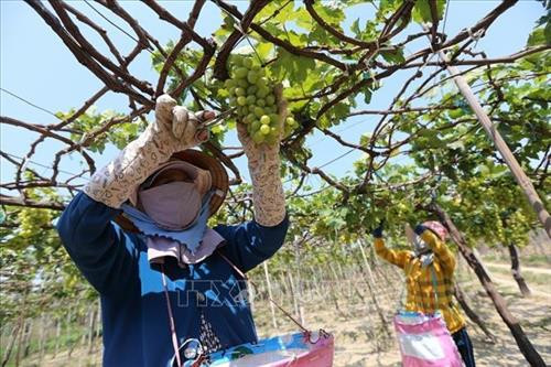 Sản phẩm tỏi Phan Rang của tỉnh Ninh Thuận được Cục Sở hữu trí tuệ (Bộ Khoa học và Công nghệ) cấp văn bằng bảo hộ Nhãn hiệu tập thể. Ảnh: Nguyễn Thành – TTXVN Sản phẩm nho thương hiệu "Nho Ba Mọi" của Doanh nghiệp tư nhân Sản xuất-Thương mại-Dịch vụ Ba Mọi nổi tiếng khắp cả nước. Ảnh: Danh Lam – TTXVN Sản xuất hàng may mặc xuất khẩu tại Công ty TNHH May Tiến Thuận (Ninh Thuận). Ảnh: Danh Lam – TTXVN Nhà máy thuỷ điện Đa Nhim tại tỉnh Ninh Thuận được xây dựng bậc trên cùng của hệ thống sông Đồng Nai và đưa vào vận hành từ năm 1964 - là một trong những nhà máy thuỷ điện đầu tiên được xây dựng ở Việt Nam. Ảnh: Ngọc Hà – TTXVN Nhà máy điện gió Mũi Dinh (Ninh Thuận) đã chính thức hòa lưới điện quốc gia. Ảnh: Công Thử - TTXVN Hòn Đỏ thuộc địa phận xã biển Thanh Hải, huyện Ninh Hải (Ninh Thuận) là một quần thể san hô cổ hóa thạch do sóng biển bào mòn theo thời gian tạo thành. Đến Hòn Đỏ, du khách có dịp hòa mình vào khung cảnh thiên nhiên hoang sơ tuyệt đẹp; tham gia nhiều hoạt động hấp dẫn như chụp ảnh nghệ thuật, tắm biển, lặn ngắm san hô, cắm trại giữa rừng dương tận hưởng gió biển mát rượi, trong lành. Ảnh: Nguyễn Thành – TTXVN Lễ cắt băng khánh thành tượng đài chiến thắng 16/4 tại thành phố Phan Rang - Tháp Chàm, tỉnh Ninh Thuận. Ảnh: Công Thử - TTXVN Cảnh đồng quê thanh bình tại vườn quốc gia Núi Chúa, điểm thu hút khách du lịch, các nhà khoa học tới tham quan, nghiên cứu, đặc biệt là những người yêu thiên nhiên muốn khám phá những bí ẩn của hệ sinh thái khô hạn đặc trưng nhất ở Việt Nam. Ảnh: Nguyễn Thành – TTXVN Tháp Pô klong Girai (thành phố Phan Rang-Tháp Chàm), nơi đồng bào Chăm theo đạo Bàlamôn tỉnh Ninh Thuận thường niên tổ chức lễ hội Katê truyền thống. Ảnh: Công Thử – TTXVN Trình diễn lễ hội văn hoá truyền thống của đồng bào dân tộc Khmer tỉnh Ninh Thuận. Ảnh: Thanh Hà – TTXVN Sản phẩm tỏi Phan Rang của tỉnh Ninh Thuận được Cục Sở hữu trí tuệ (Bộ Khoa học và Công nghệ) cấp văn bằng bảo hộ Nhãn hiệu tập thể. Ảnh: Nguyễn Thành – TTXVN Sản phẩm nho thương hiệu "Nho Ba Mọi" của Doanh nghiệp tư nhân Sản xuất-Thương mại-Dịch vụ Ba Mọi nổi tiếng khắp cả nước. Ảnh: Danh Lam – TTXVN Sản xuất hàng may mặc xuất khẩu tại Công ty TNHH May Tiến Thuận (Ninh Thuận). Ảnh: Danh Lam – TTXVN Nhà máy thuỷ điện Đa Nhim tại tỉnh Ninh Thuận được xây dựng bậc trên cùng của hệ thống sông Đồng Nai và đưa vào vận hành từ năm 1964 - là một trong những nhà máy thuỷ điện đầu tiên được xây dựng ở Việt Nam. Ảnh: Ngọc Hà – TTXVN Nhà máy điện gió Mũi Dinh (Ninh Thuận) đã chính thức hòa lưới điện quốc gia. Ảnh: Công Thử - TTXVN Hòn Đỏ thuộc địa phận xã biển Thanh Hải, huyện Ninh Hải (Ninh Thuận) là một quần thể san hô cổ hóa thạch do sóng biển bào mòn theo thời gian tạo thành. Đến Hòn Đỏ, du khách có dịp hòa mình vào khung cảnh thiên nhiên hoang sơ tuyệt đẹp; tham gia nhiều hoạt động hấp dẫn như chụp ảnh nghệ thuật, tắm biển, lặn ngắm san hô, cắm trại giữa rừng dương tận hưởng gió biển mát rượi, trong lành. Ảnh: Nguyễn Thành – TTXVN Lễ cắt băng khánh thành tượng đài chiến thắng 16/4 tại thành phố Phan Rang - Tháp Chàm, tỉnh Ninh Thuận. Ảnh: Công Thử - TTXVN Cảnh đồng quê thanh bình tại vườn quốc gia Núi Chúa, điểm thu hút khách du lịch, các nhà khoa học tới tham quan, nghiên cứu, đặc biệt là những người yêu thiên nhiên muốn khám phá những bí ẩn của hệ sinh thái khô hạn đặc trưng nhất ở Việt Nam. Ảnh: Nguyễn Thành – TTXVN Tháp Pô klong Girai (thành phố Phan Rang-Tháp Chàm), nơi đồng bào Chăm theo đạo Bàlamôn tỉnh Ninh Thuận thường niên tổ chức lễ hội Katê truyền thống. Ảnh: Công Thử – TTXVN Trình diễn lễ hội văn hoá truyền thống của đồng bào dân tộc Khmer tỉnh Ninh Thuận. Ảnh: Thanh Hà – TTXVN