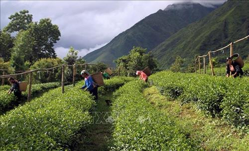 Nhiều diện tích chè ở Lai Châu sản xuất theo tiêu chuẩn Vietgap. Ảnh: Việt Hoàng – TTXVN Nhiều diện tích chè ở Lai Châu sản xuất theo tiêu chuẩn Vietgap. Ảnh: Việt Hoàng – TTXVN