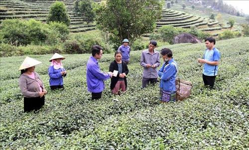 Cán bộ kỹ thuật Công ty Cổ phần đầu tư phát triển chè Tam Đường hướng dẫn bà con xã Bản Bo (huyện Tam Đường) sử dụng thuốc sinh học phòng trừ sâu bệnh trên cây chè. Ảnh: Việt Hoàng – TTXVN Cán bộ kỹ thuật Công ty Cổ phần đầu tư phát triển chè Tam Đường hướng dẫn bà con xã Bản Bo (huyện Tam Đường) sử dụng thuốc sinh học phòng trừ sâu bệnh trên cây chè. Ảnh: Việt Hoàng – TTXVN