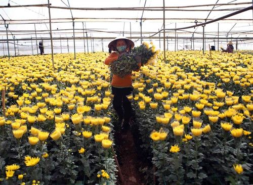 Thu hoạch hoa tại hộ nông dân Nguyễn Thị Nguyệt. Mỗi năm, gia đình chị thu nhập hơn 200 triệu đồng từ trồng hoa cúc. Thu hoạch hoa tại hộ nông dân Nguyễn Thị Nguyệt. Mỗi năm, gia đình chị thu nhập hơn 200 triệu đồng từ trồng hoa cúc.