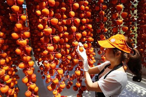 Công nghệ Nhật Bản được người dân Đà Lạt tiếp nhận và phát triển. Ảnh: Nhật Anh - TTXVN Công nghệ Nhật Bản được người dân Đà Lạt tiếp nhận và phát triển. Ảnh: Nhật Anh - TTXVN