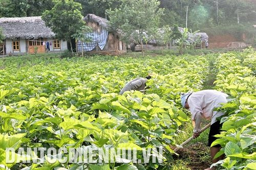 Vùng dâu tằm trên 500 ha đem lại giá trị kinh tế cao, góp phần đưa thu nhập bình quân đầu người toàn huyện Trấn Yên (Yên Bái) đạt 35,4 triệu đồng/năm. Ảnh: Nguyễn Hoàng - TTXVN