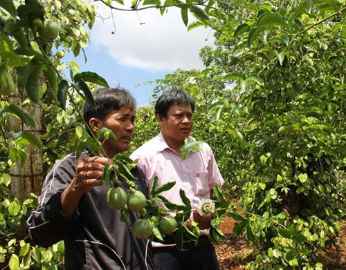 Mô hình trồng xen chanh dây cho hiệu quả kinh tế cao của ông Nguyễn Tri (thôn 1, xã Ea Ral, huyện Ea H'leo). Ảnh: baodaklak.vn Mô hình trồng xen chanh dây cho hiệu quả kinh tế cao của ông Nguyễn Tri (thôn 1, xã Ea Ral, huyện Ea H'leo). Ảnh: baodaklak.vn