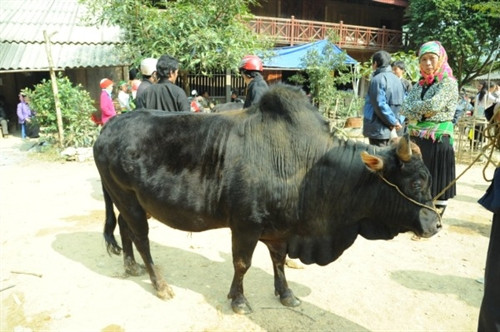 Những con bò to khỏe luôn được người mua lựa chọn. Những con bò to khỏe luôn được người mua lựa chọn.