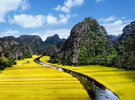 Tam Cốc - Bích Động đẹp mê hồn vào mùa lúa chín. Ảnh: Internet