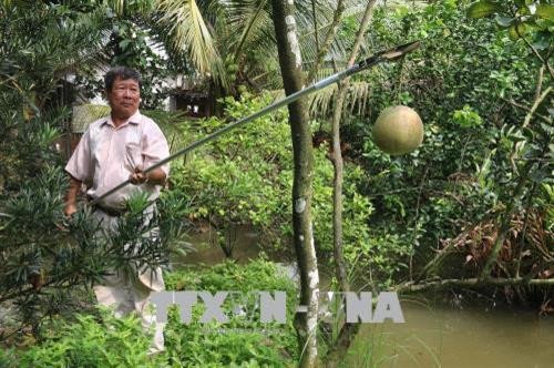 Ông Lê Phước Lộc trình diễn cách sử dụng kéo cắt tỉa đa năng. Ảnh: Minh Trí - TTXVN Ông Lê Phước Lộc trình diễn cách sử dụng kéo cắt tỉa đa năng. Ảnh: Minh Trí - TTXVN