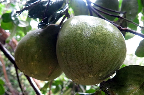 Trái bưởi trụ lông Đại Bình ở xã Quế Trung.