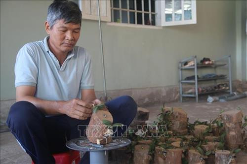 Ông Cao Quốc Nhân, ấp Sông Xoài 4, xã Láng Lớn, huyện Châu Đức, cấy lan Ngọc Điểm vào giá thể là gốc cây vú sữa. Ảnh: Hoàng Nhị - TTXVN Ông Cao Quốc Nhân, ấp Sông Xoài 4, xã Láng Lớn, huyện Châu Đức, cấy lan Ngọc Điểm vào giá thể là gốc cây vú sữa. Ảnh: Hoàng Nhị - TTXVN