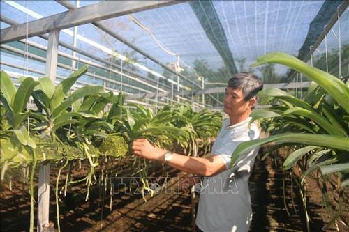 Ông Cao Quốc Nhân, ấp Sông Xoài 4, xã Láng Lớn, huyện Châu Đức, chăm sóc vườn lan Ngọc Điểm. Hiện vườn lan của gia đình ông có khoảng 60.000 chậu, mỗi năm thu về khoảng 5 tỷ đồng. Ảnh: Hoàng Nhị - TTXVN Ông Cao Quốc Nhân, ấp Sông Xoài 4, xã Láng Lớn, huyện Châu Đức, chăm sóc vườn lan Ngọc Điểm. Hiện vườn lan của gia đình ông có khoảng 60.000 chậu, mỗi năm thu về khoảng 5 tỷ đồng. Ảnh: Hoàng Nhị - TTXVN