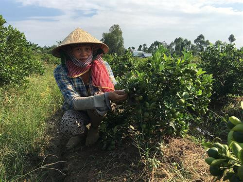 Trồng hạnh bán Tết đã giúp gia đình chị Nguyễn Thị Hiền, xã Phú Vĩnh, TX. Tân Châu, tỉnh An Giang có cuộc sống thoải mái hơn. Ảnh: baoangiang.com.vn Trồng hạnh bán Tết đã giúp gia đình chị Nguyễn Thị Hiền, xã Phú Vĩnh, TX. Tân Châu, tỉnh An Giang có cuộc sống thoải mái hơn. Ảnh: baoangiang.com.vn