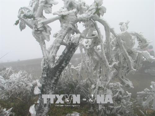 Băng tuyết đóng dày đặc trên đỉnh Mẫu Sơn. Ảnh: Hoàng Nam-TTXVN