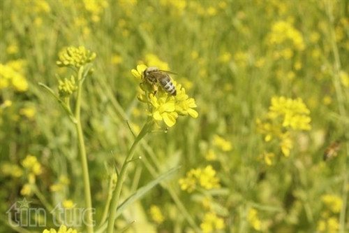 Xao xuyến sắc hoa Mộc Châu ảnh 12