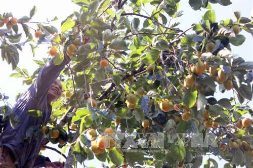 Thu hoạch hồng tại xã Trạm Hành, thành phố Đà Lạt. Ảnh: Hoàng Kha – TTXVN Thu hoạch hồng tại xã Trạm Hành, thành phố Đà Lạt. Ảnh: Hoàng Kha – TTXVN